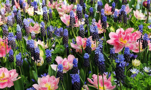 Spring Borders, Bulb Combinations, Perennial Combinations,  Mid Spring Bulb Combinations, Early Spring Bulb Combinations, Anemone blanda 'Blue Shades,Muscari latifolium,Tulip 'Peach Blossom',